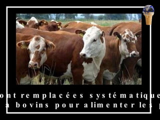 Ou elles sont remplacées systématiquement par  des pâtures à bovins pour alimenter les pays riches, 