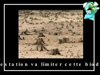 La déforestation va limiter cette biodiversité. 