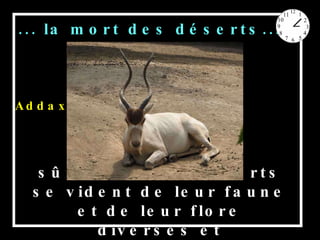 Lentement mais sûrement, les déserts se vident de leur faune et de leur flore diverses et spécialisées,  ... la mort des déserts... Addax  