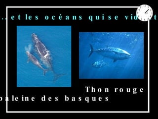 ... et les océans qui se vident La baleine des basques Thon rouge 