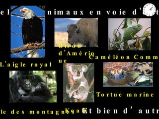 Quelques animaux en voie d'extinction :  L'aigle royal  Bison d'Amérique  Caméléon Commun Gorille des montagnes Koala Tortue marine Et bien d’autres… 