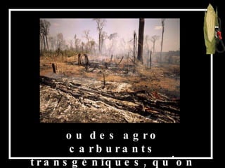 ou des agro carburants transgéniques, qu'on compte substituer petit à petit au pétrole. 