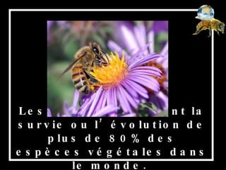 Les abeilles assurent la survie ou l’évolution de plus de 80% des espèces végétales dans le monde.  