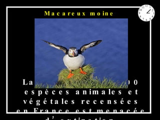 La moitié des 35 200 espèces animales et végétales recensées en France est menacée d’extinction  Macareux moine 
