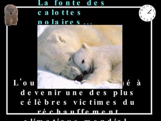 L'ours blanc est voué à devenir une des plus célèbres victimes du réchauffement climatique mondial.  La fonte des calottes polaires... 