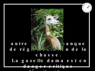 autre cause le manque de réglementation de la chasse. La gazelle dama est en danger critique d'extinction. 