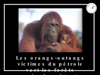 Les orangs-outangs victimes du pétrole vert les forêts primaires étant détruites, 