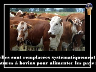 elles sont remplacées systématiquement
âtures à bovins pour alimenter les pays r
 