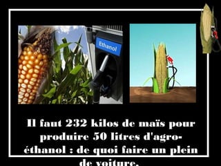 Il faut 232 kilos de maïs pour
produire 50 litres d'agro-
éthanol : de quoi faire un plein
 