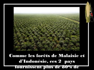 Comme les forêts de Malaisie et
d’Indonésie, ces 2 pays
fournissent plus de 80% de
 