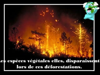 Les espèces végétales elles, disparaissent
lors de ces déforestations.
 