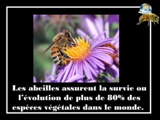 Les abeilles assurent la survie ou
l’évolution de plus de 80% des
espèces végétales dans le monde.
 