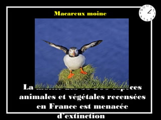 La moitié des 35 200 espèces
animales et végétales recensées
en France est menacée
d’extinction
Macareux moine
 