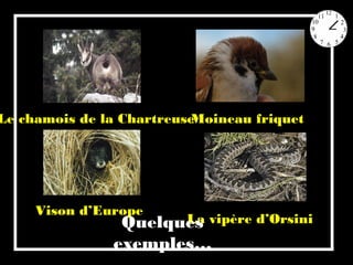 Le chamois de la ChartreuseMoineau friquet
Vison d’Europe
La vipère d’Orsini Quelques
exemples…
 