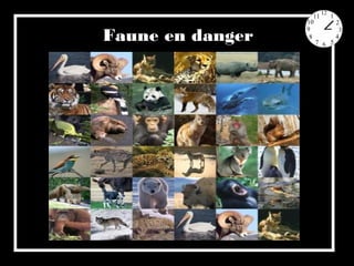 Faune en danger
 