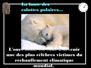 L'ours blanc est voué à devenir
une des plus célèbres victimes du
réchauffement climatique
mondial.
La fonte des
calottes polaires...
 