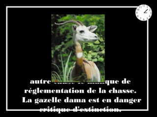 autre cause le manque de
réglementation de la chasse.
La gazelle dama est en danger
critique d'extinction.
 