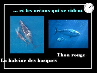 ... et les océans qui se vident
La baleine des basques
Thon rouge
 
