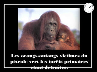 Les orangs-outangs victimes du
pétrole vert les forêts primaires
étant détruites,
 
