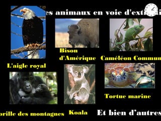 Quelques animaux en voie d'extincti
L'aigle royal
Bison
d'Amérique Caméléon Commun
orille des montagnes Koala
Tortue marine
Et bien d’autres
 