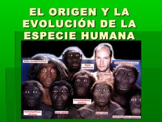 EL ORIGEN Y LAEL ORIGEN Y LA
EVOLUCIÓN DE LAEVOLUCIÓN DE LA
ESPECIE HUMANAESPECIE HUMANA
 