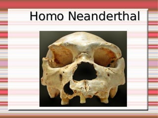 Homo Neanderthal 