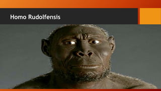Homo Rudolfensis
According to Baleña (2016), the first homonid is homo
rudolfensis discovered by anthropologists Richard Leakey and
Meave Leakey in Kenya in 1972. However, some scholars believe
that this species should be classified under the genus
Australopithecus, since its molar and premolar teeth resemble
those of its predecessor, although its brain is similar to those of
the other homonids.
 