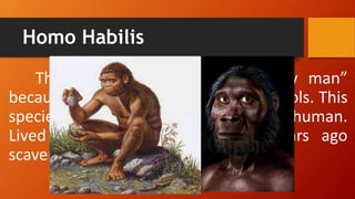 Homo Habilis
The species name means “Handy man”
because the ability to make and use tools. This
species is recognized to the first true human.
Lived about 1.4 to 2.4 million years ago
scavenging for food. Baleña (2016).
 