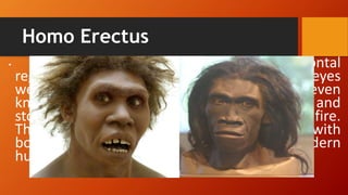 Homo Erectus
• The cranium was low especially in the frontal
regions,and the bony brow ridges above the eyes
were comparatively heavy. Probably they even
knew how to use fire and small tool of wood and
stone but there is no evidence that they used fire.
The species name means “Upright man” with
body proportion similar to that of modern
humans. Baleña (2016)
 
