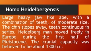 Homo Heidelbergensis
Large heavy jaw like ape, with a
combination of teeth, of moderate size.
The chin slopes away, teeth continuous in
series. Heidelberg man moved freely in
Europe during the first half of
Pleistocene. The cranial capacity was
believed to be about 1300 cc.
 
