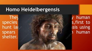 Homo Heidelbergensis
They were the first of early human
species to live in colder climates,first to
hunt large animals on routine basis using
spears and first to construction human
shelter. Baleña (2016).
 
