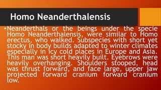 Homo Neanderthalensis
•Neanderthals or the beings under the specie
Homo Neanderthalensis, were similar to Homo
erectus, who walked. Subspecies with short yet
stocky in body builds adapted to winter climates
especially in icy cold places in Europe and Asia.
This man was short heavily built. Eyebrows were
heavily overhanging. Shoulders stooped, head
was thrust forward, and face large, upper jaw
projected forward cranium forward cranium
low.
 