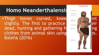 Homo Neanderthalensis
•Thigh bones curved, knees were bent
slightly. The first to practice burial of their
dead, hunting and gathering food and sewing
clothes from animal skin using bone needles.
Baleña (2016)
 