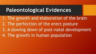 Paleontological Evidences
1. The growth and elaboration of the brain
2. The perfection of the erect posture
3. A slowing down of post-natal development
4. The growth in human population
 