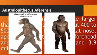 Australopithecus Aferensis
It has a brain size a little larger
than chimpanzees. Size is about 400 to
500 cc. Chinless lower jaw, flat nose,
ape like face with a sloping forehead
and they lived between 3 and 3.9
million years ago.
 