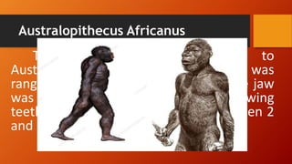 Australopithecus Africanus
This was quite similar to
Australopithecus aferensis. Brain size was
ranging up to 500 cc. The shape of the jaw
was like human and size of the chewing
teeth remained large. They lived between 2
and 3 million years ago.
 