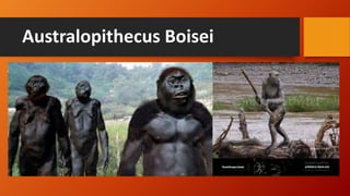 Australopithecus Boisei
They were quite similar to Robustus.
Brain size was up to 525 cc. Size of jaw
and chewing teeth were large. They lived
1.1 and 2.1 million years ago.
 