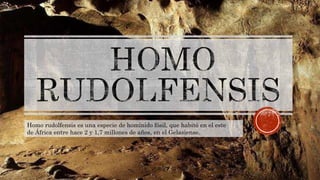 Homo rudolfensis es una especie de homínido fósil, que habitó en el este
de África entre hace 2 y 1,7 millones de años, en el Gelasiense.
 