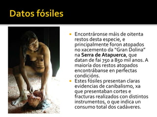 Datos fósilesEncontráronse máis de oitenta restos desta especie, e principalmente foron atopados no xacemento da “Gran Dolina” na Serra de Atapuerca, que datan de fai 750 a 850 mil anos. A maioría dos restos atopados encontrábanse en perfectas condicións.Estes fósiles presentan claras evidencias de canibalismo, xa que presentaban cortes e fracturas realizados con distintos instrumentos, o que indica un consumo total dos cadáveres. 