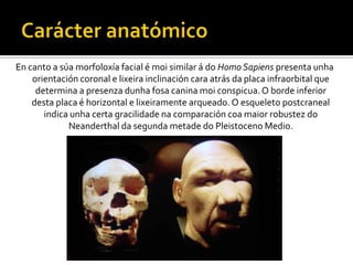 Carácter anatómicoEn canto a súa morfoloxía facial é moi similar á do Homo Sapiens presenta unha orientación coronal e lixeira inclinación cara atrás da placa infraorbital que determina a presenza dunha fosa canina moi conspicua. O borde inferior desta placa é horizontal e lixeiramente arqueado. O esqueleto postcraneal indica unha certa gracilidade na comparación coa maior robustez do Neanderthal da segunda metade do Pleistoceno Medio.