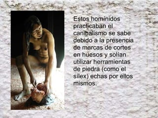Estos homínidos practicaban el canibalismo se sabe debido a la presencia de marcas de cortes en huesos y solían utilizar herramientas de piedra (como el sílex) echas por ellos mismos. 