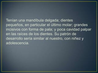Tenían una mandíbula delgada; dientes
pequeños, en particular el último molar; grandes
incisivos con forma de pala; y poca cavidad palpar
en las raíces de los dientes. Su patrón de
desarrollo sería similar al nuestro, con niñez y
adolescencia.
 
