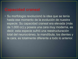 • Su morfología revolucionó la idea que se tenía
hasta ese momento de la evolución de nuestra
especie. Su capacidad craneal era elevada (más
de 1.000 cc) y poseía una cara muy moderna, es
decir, esta especie sufrió una reestructuración
total del neurocráneo, la mandíbula, los dientes y
la cara, es totalmente diferente a todo lo anterior.
 