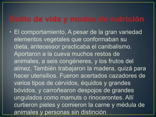 • El comportamiento, A pesar de la gran variedad
elementos vegetales que conformaban su
dieta, antecessor practicaba el canibalismo.
Aportaron a la cueva muchos restos de
animales, a seis congéneres, y los frutos del
almez. También trabajaron la madera, quizá para
hacer utensilios. Fueron acertados cazadores de
varios tipos de cérvidos, équidos y grandes
bóvidos, y carroñearon despojos de grandes
ungulados como mamuts o rinocerontes. Allí
curtieron pieles y comieron la carne y médula de
animales y personas sin distinción
 