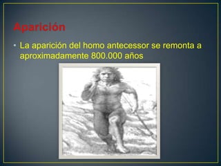 • La aparición del homo antecessor se remonta a
aproximadamente 800.000 años
 