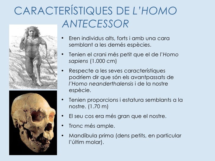 Homo antecessor (B)