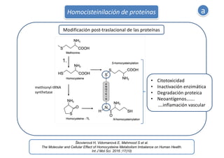 *
Jakubowski H
The pathophysiological hypothesis of homocysteine thiolactone-mediated vascular disease.
J Physiol Pharmaco...