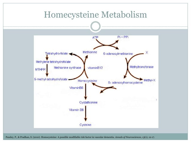 Homocysteine and Atherosclerosis | PPTX