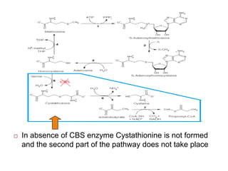  In absence of CBS enzyme Cystathionine is not formed
and the second part of the pathway does not take place
 