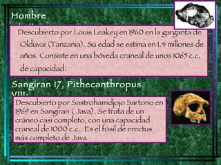 Homo Erectus | PPT